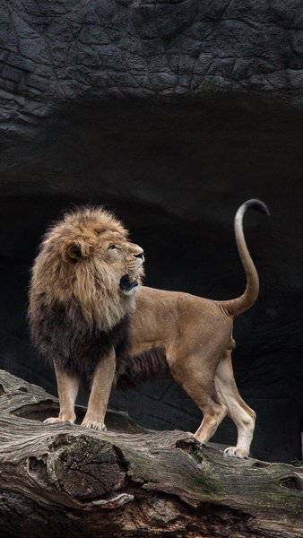 Lion iPhone