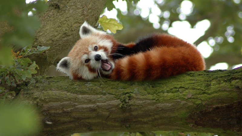 Red Panda