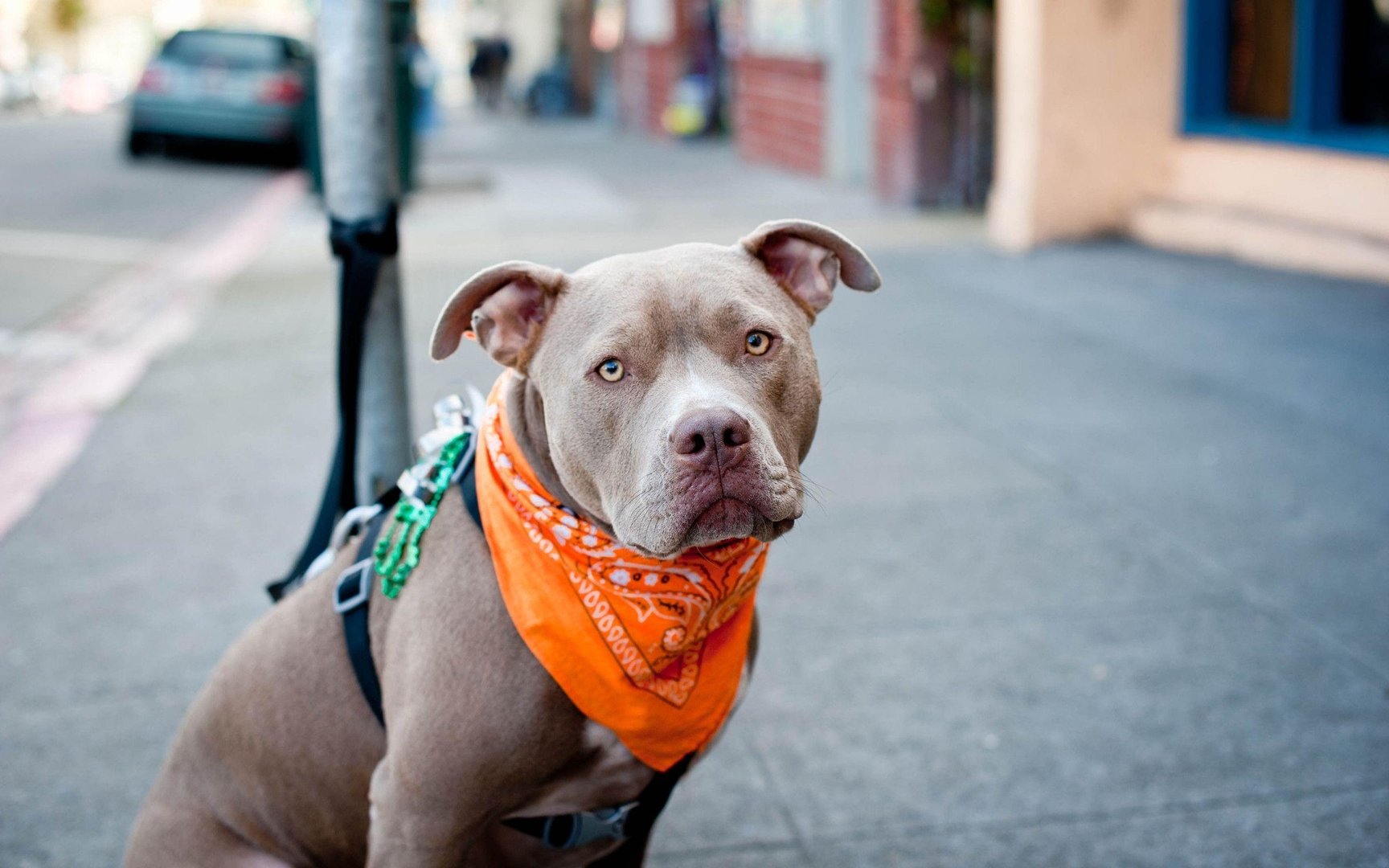 Pitbull Picture.jpg