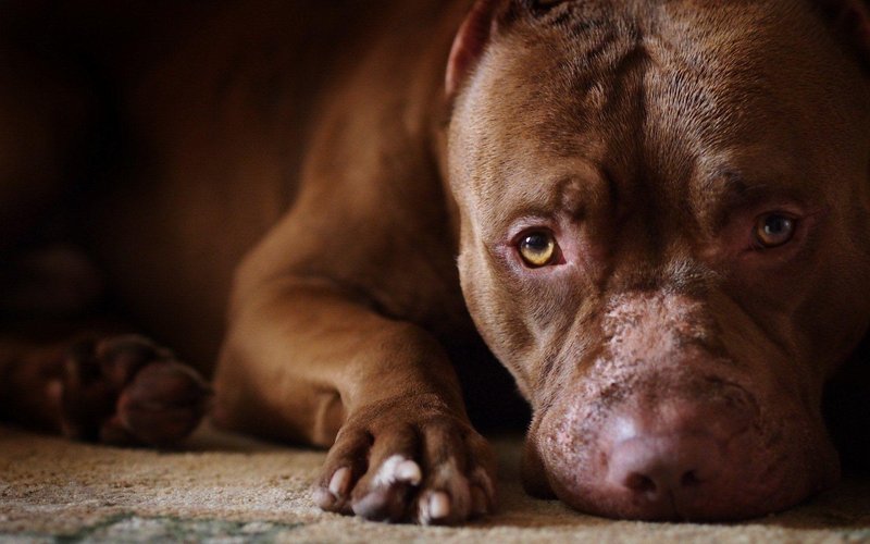 Pitbull