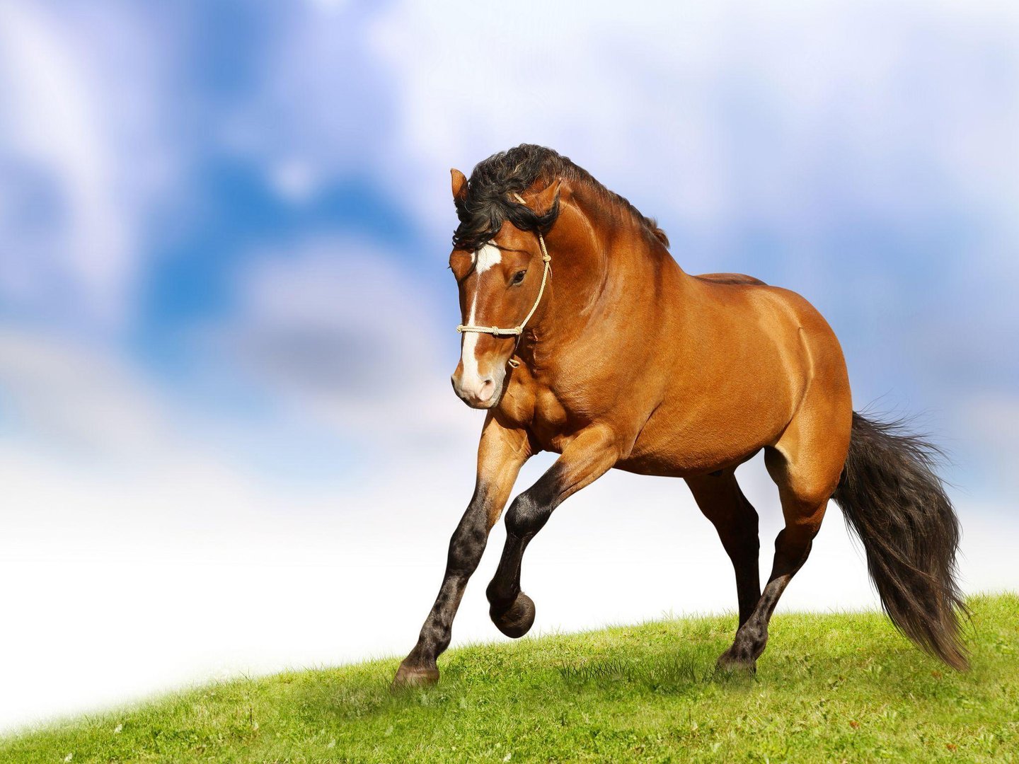 Beautiful Horses Image.jpg