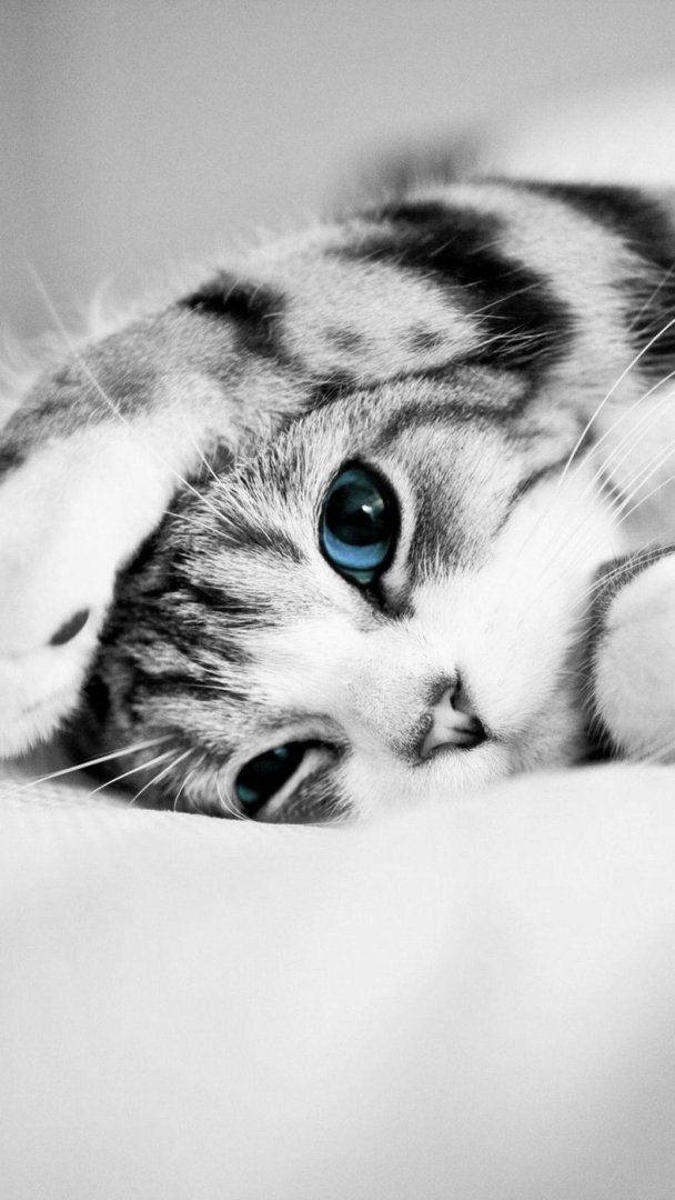Cat Phone Images.jpg