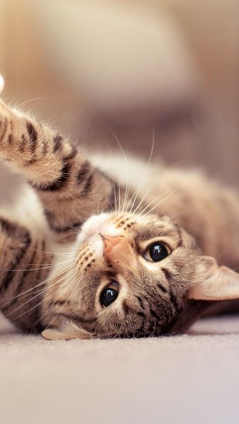 Cat Phone