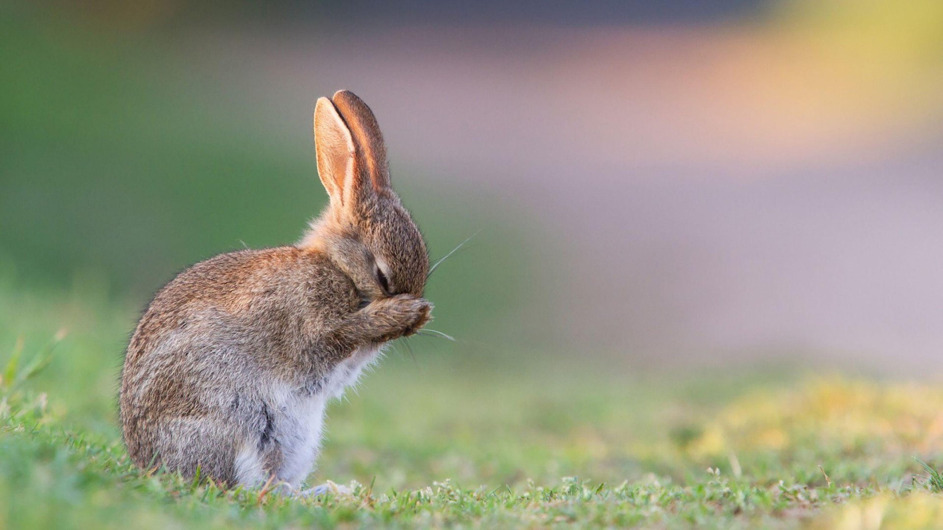 Bunny Wallpapers.jpg