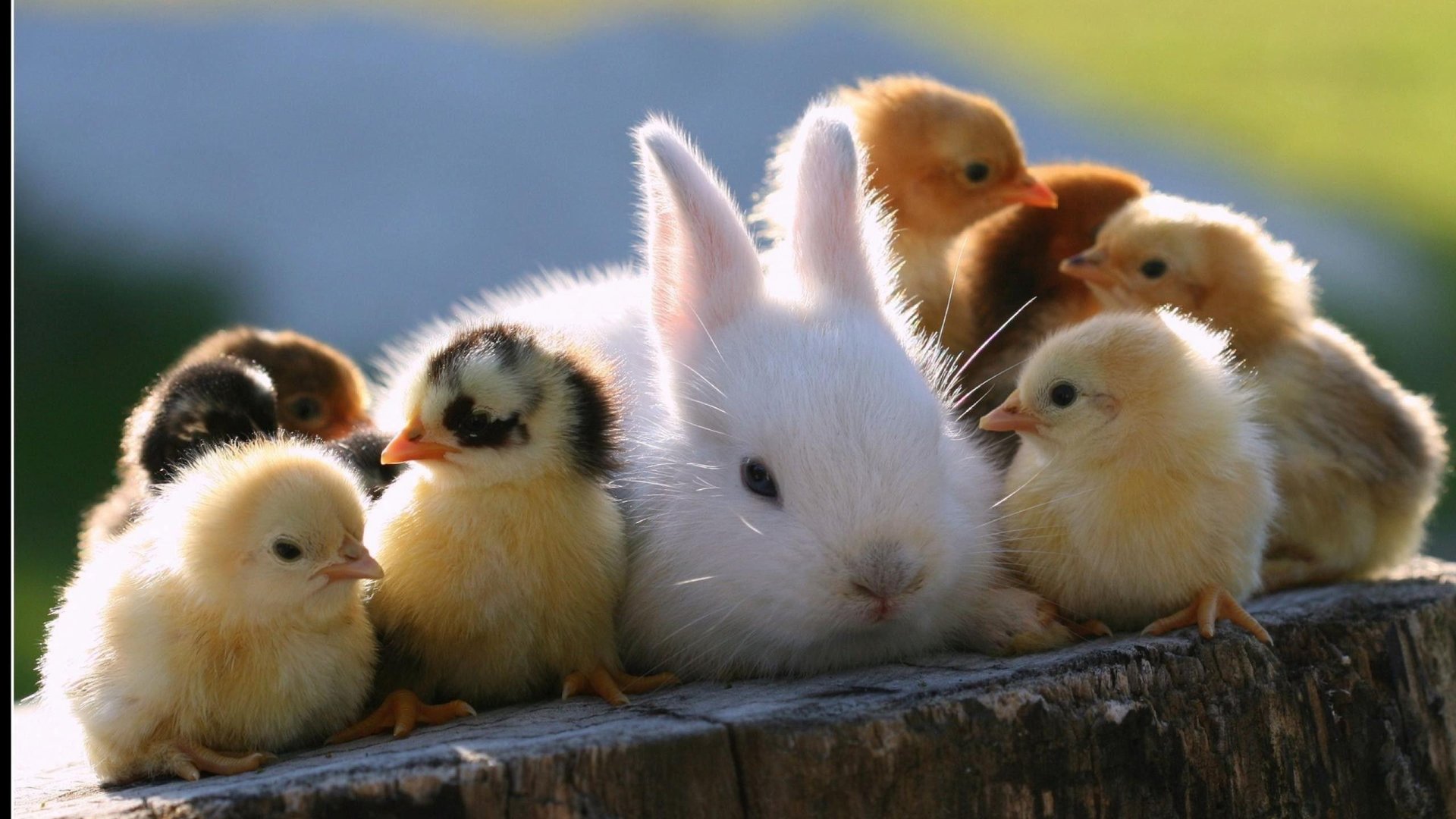 Bunny Image.jpg