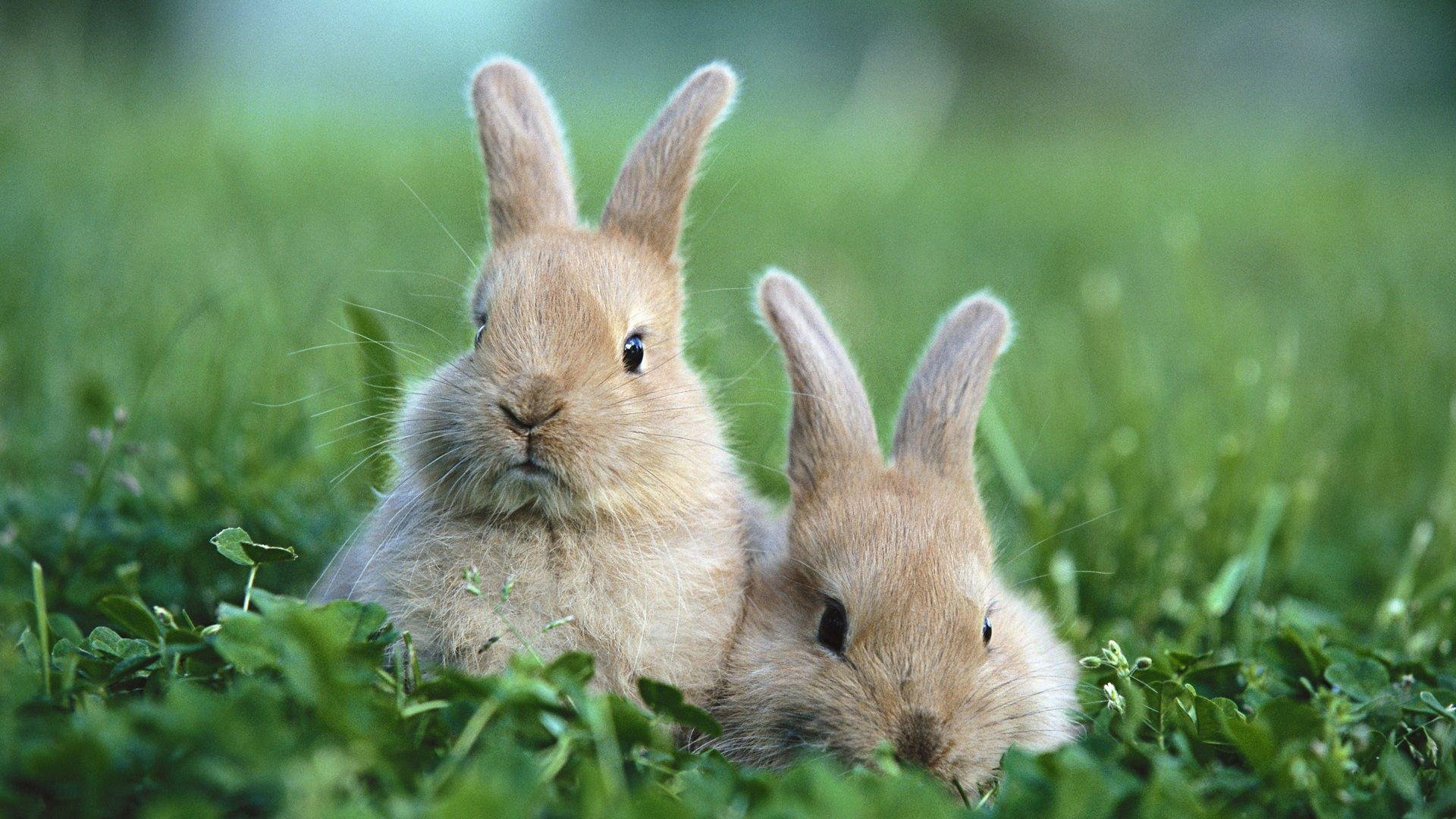 Bunny Picture.jpg