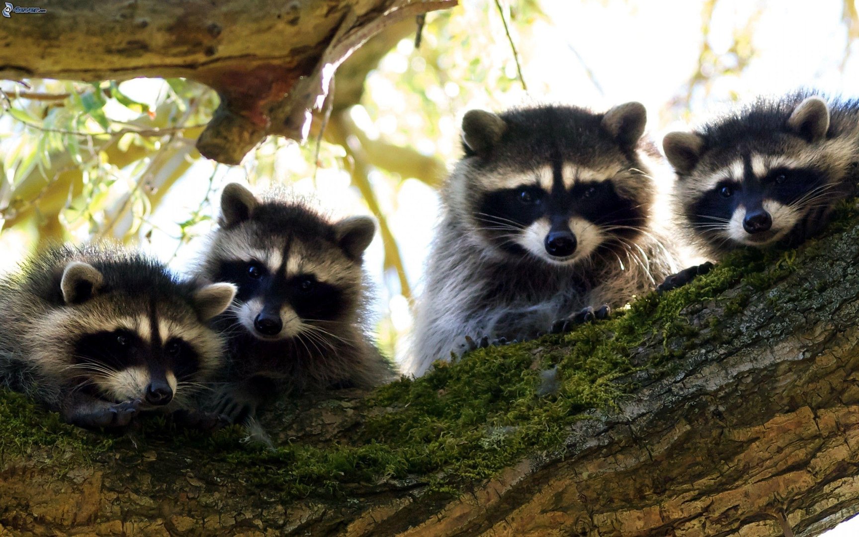 Raccoon Wallpapers.jpg
