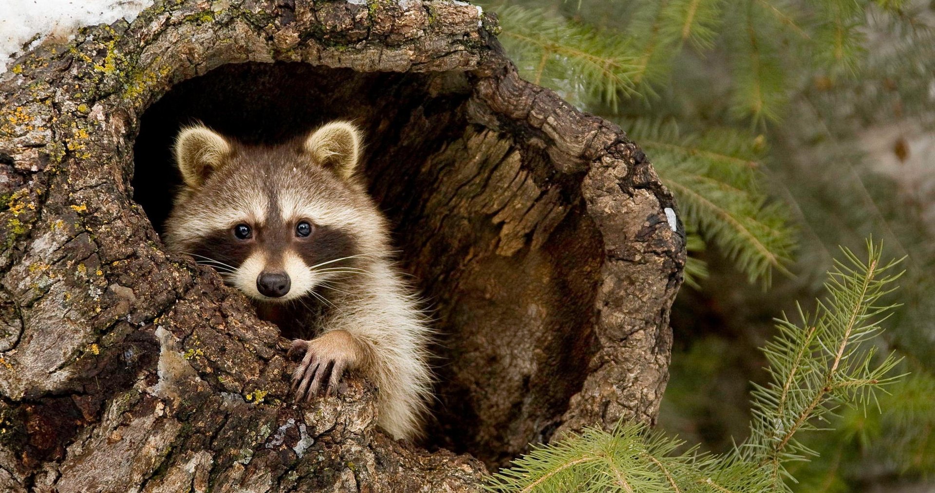 Raccoon Image.jpg