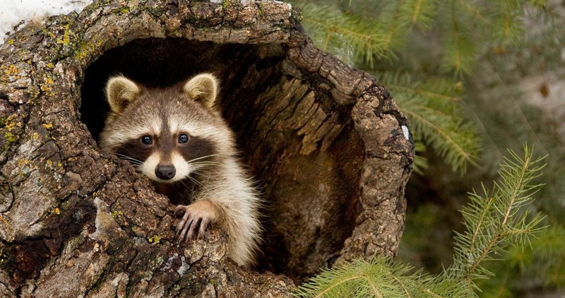 Raccoon