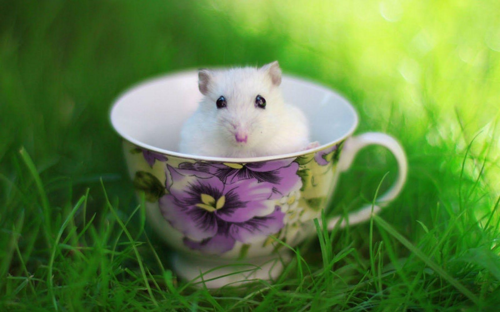 Hamster Wallpaper.jpg