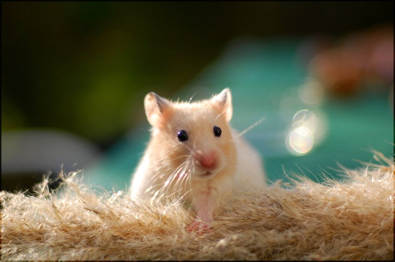 Hamster