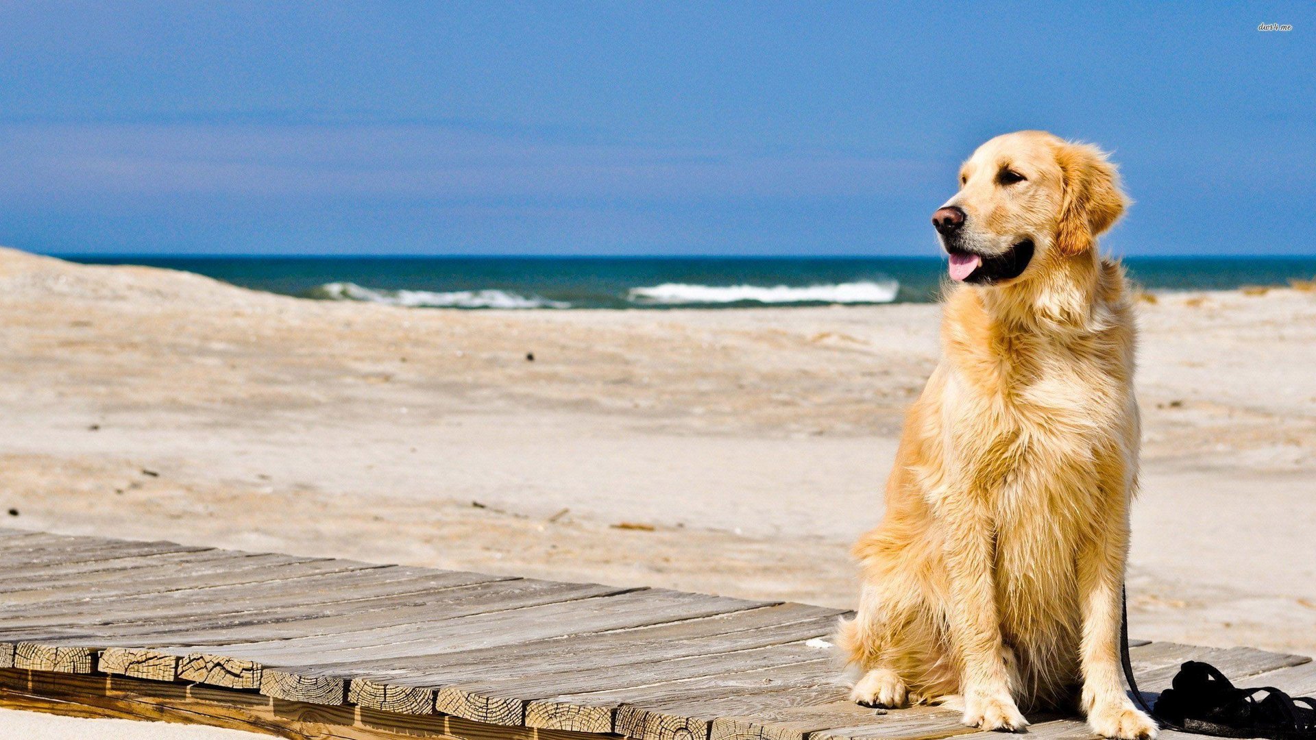 Golden Retriever HD Image.jpg
