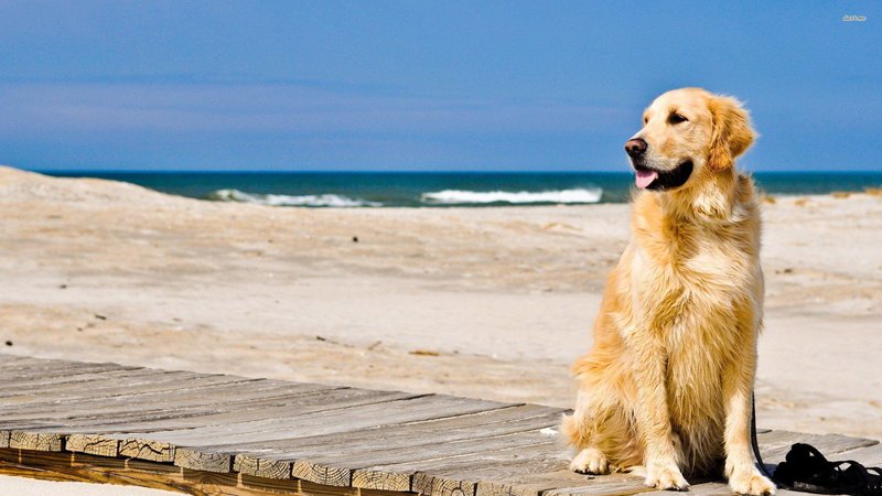 Golden Retriever HD