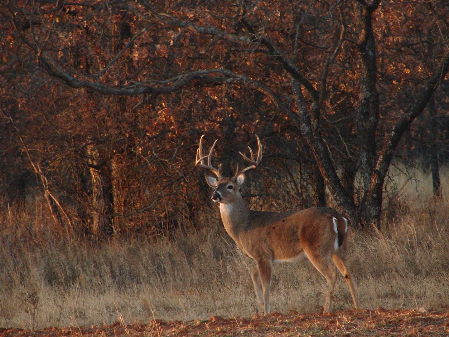 Deer Hunting Wallpaper.jpg