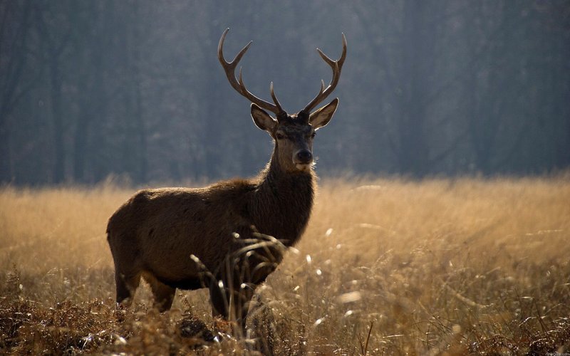Deer Hunting