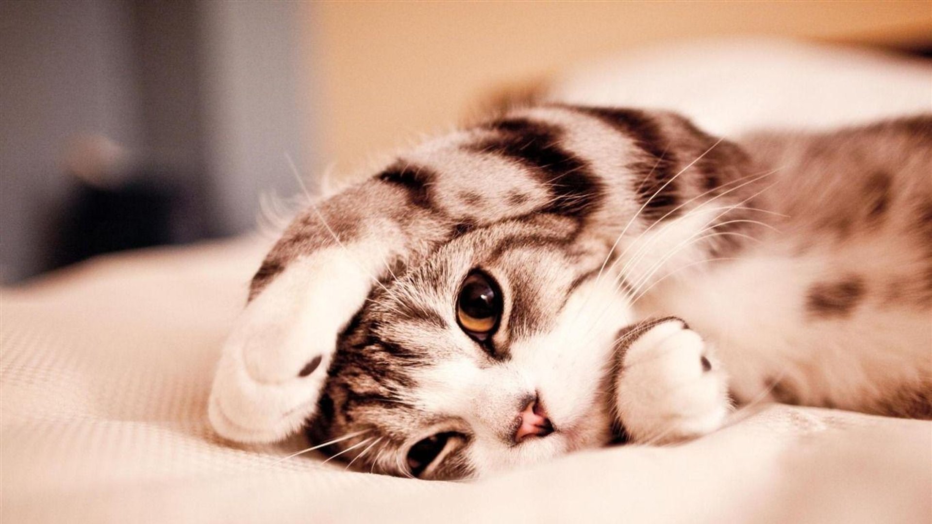 Really Cute Animal Wallpapers.jpg