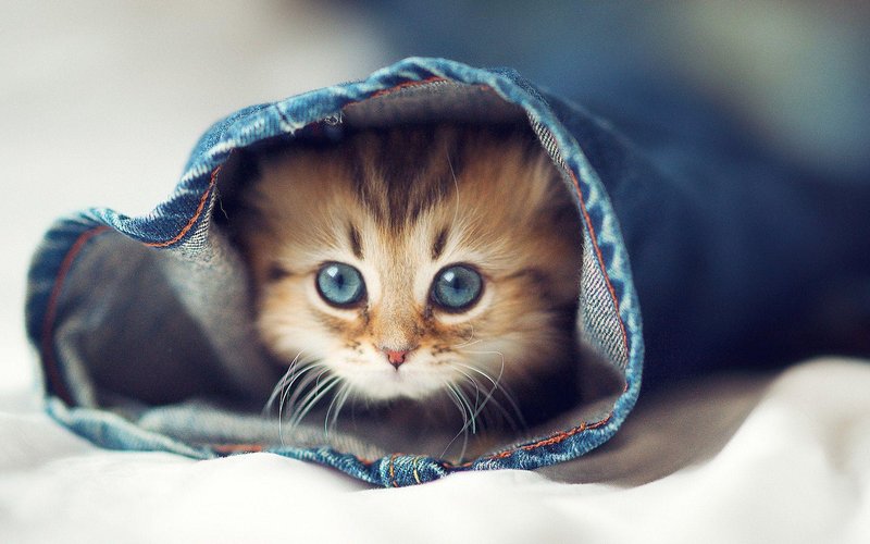 Really Cute Animal