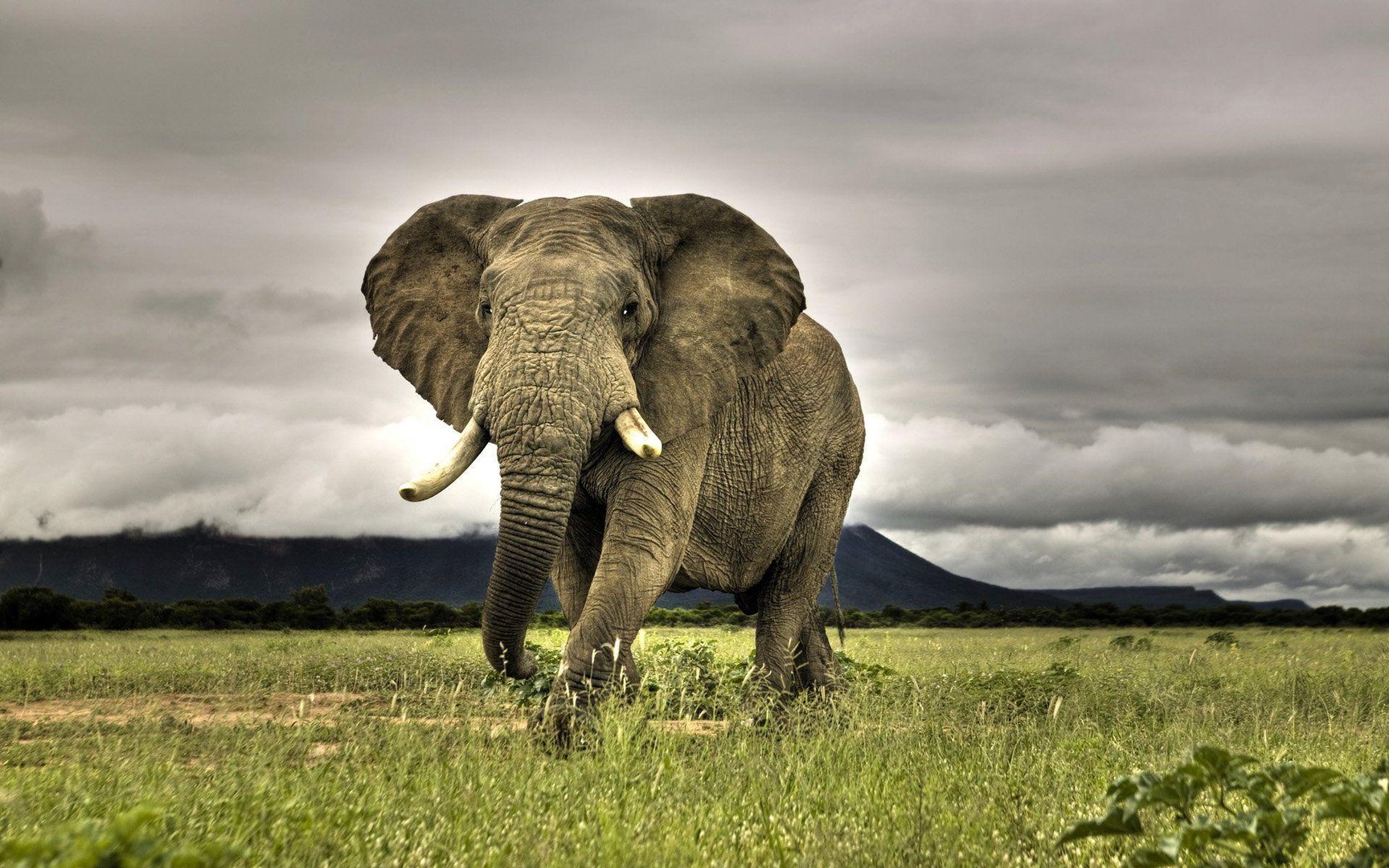 Elephant Wallpaper.jpg