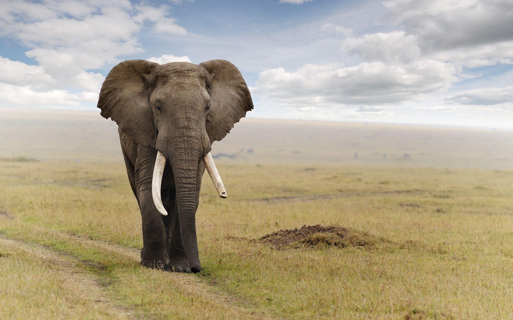 Elephant Image.jpg