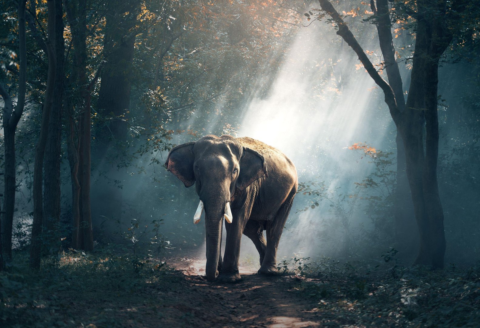 Elephant Picture.jpg