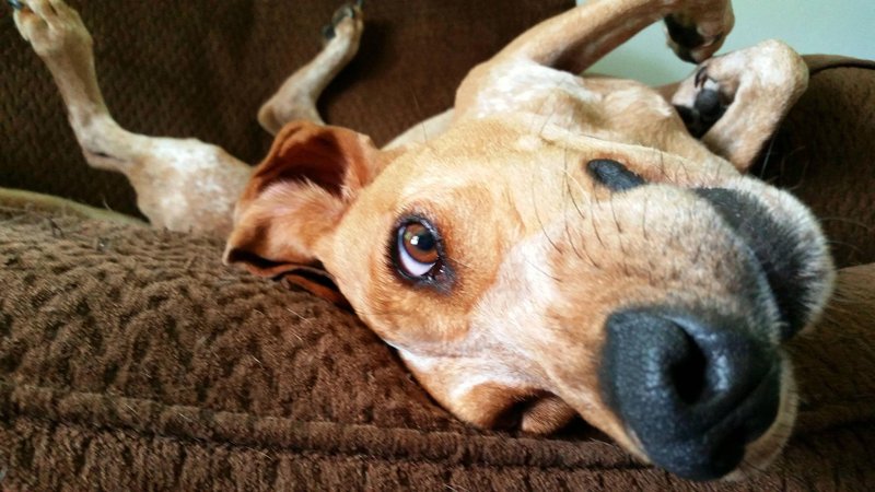 Funny Dog