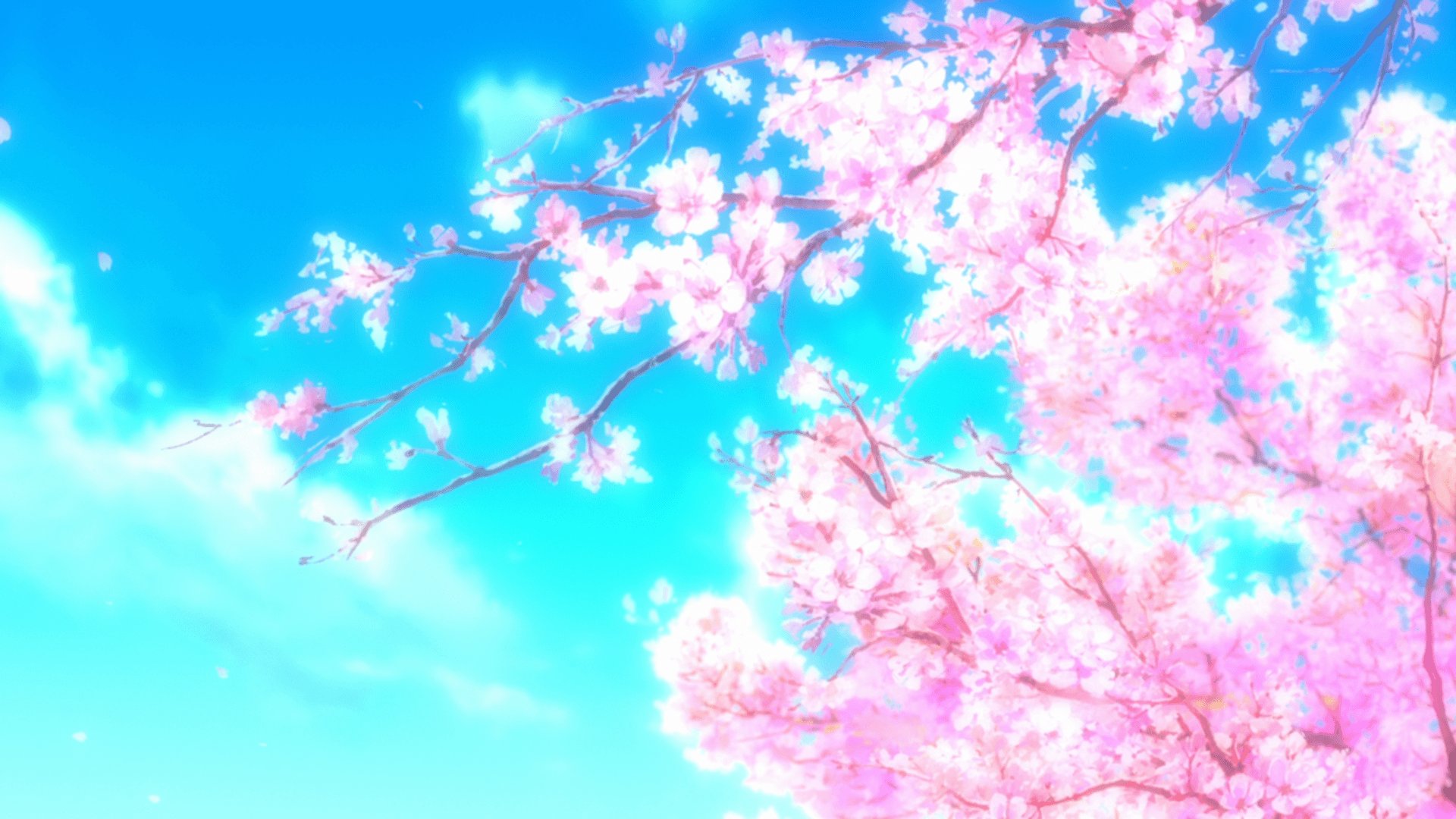 Anime Cherry Blossom 4K Pictures.png