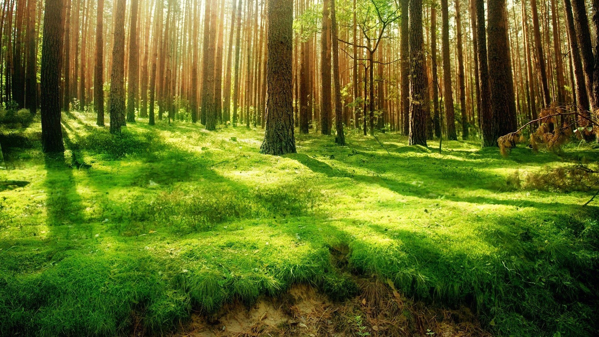 HD Forest Wallpapers.jpg