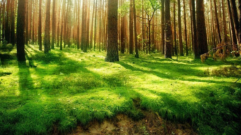 HD Forest