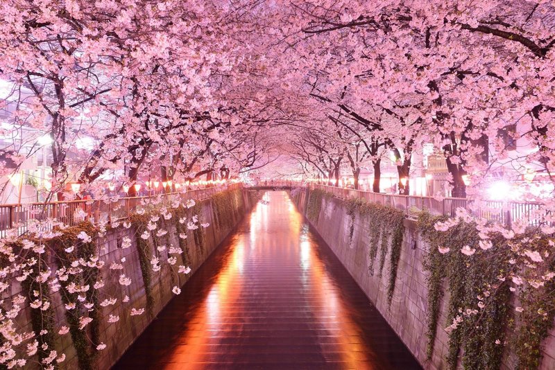 Japanese Sakura