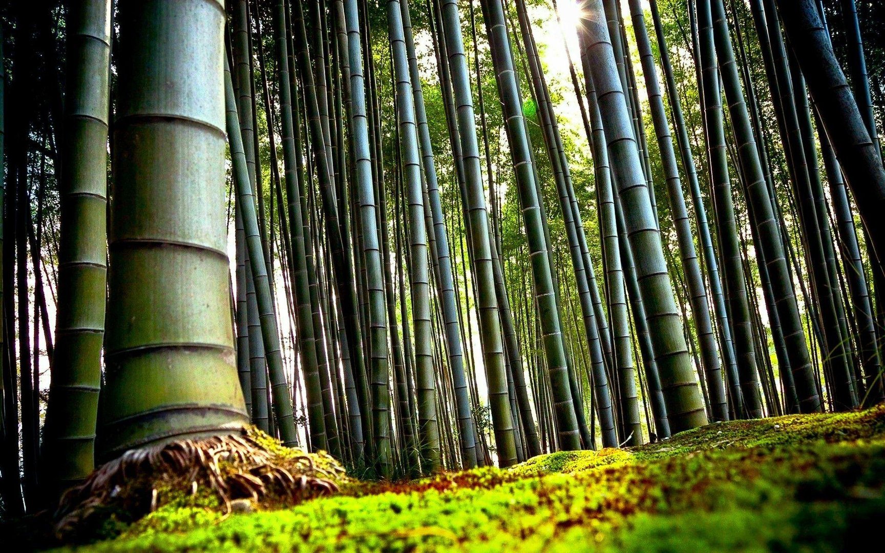 Bamboo HD wallpapers.jpg