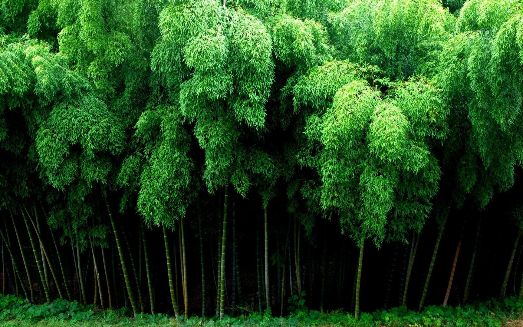 Bamboo HD pictures.jpg