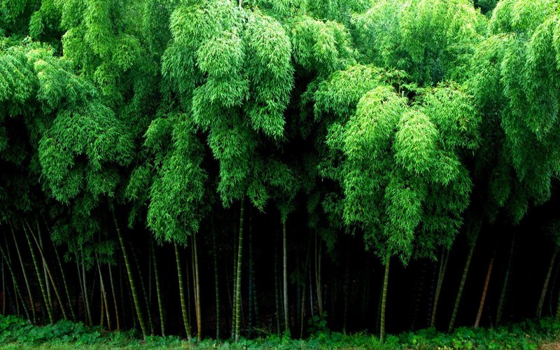 Bamboo HD
