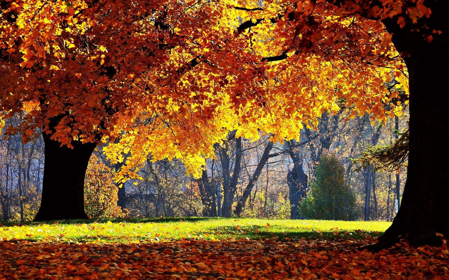 Fall Desktop wallpaper.jpg