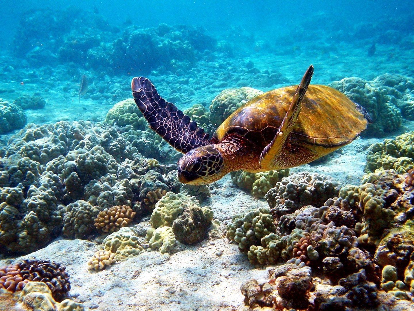 Hawaii Desktop wallpapers.jpg