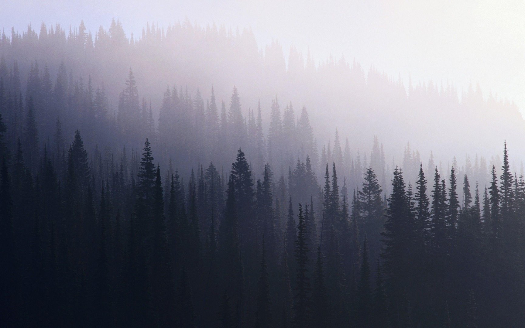 Dark Forest pics.jpg