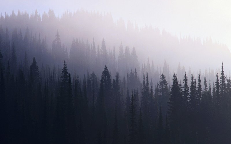 Dark Forest