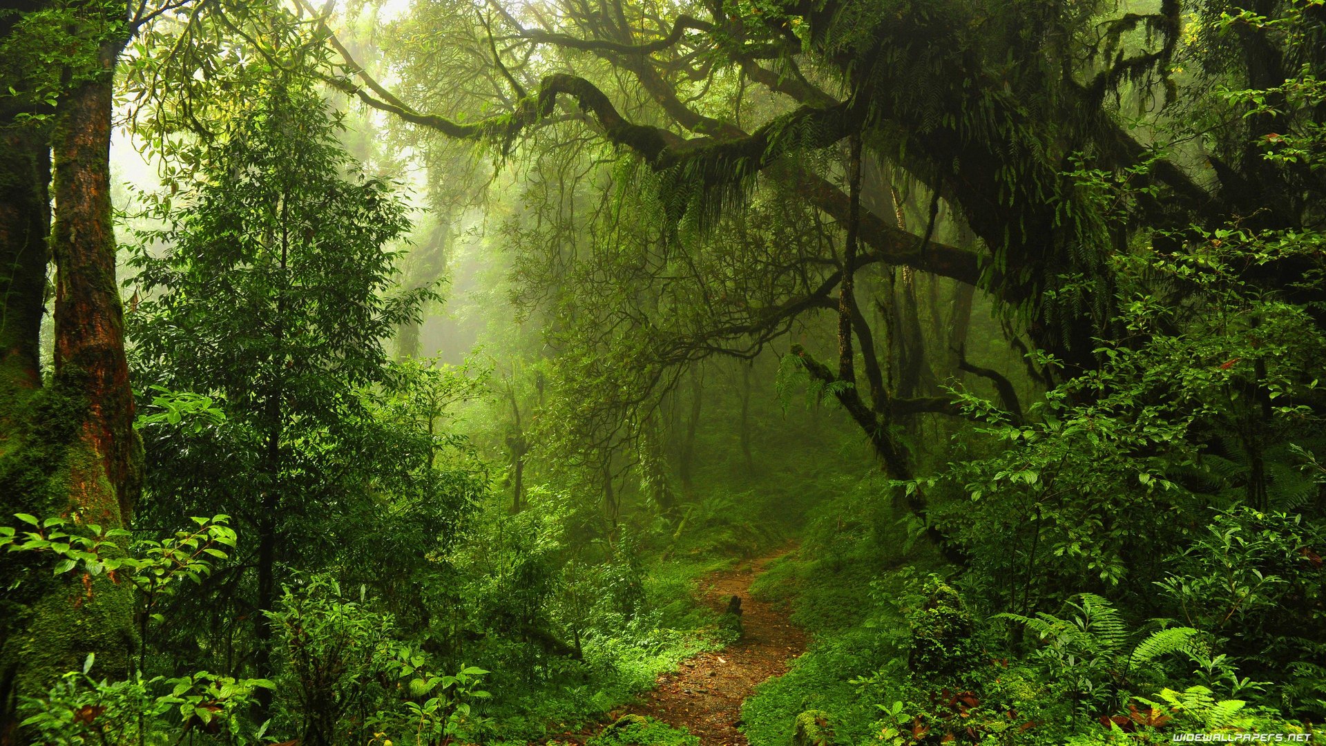 4K Forest Images.jpg