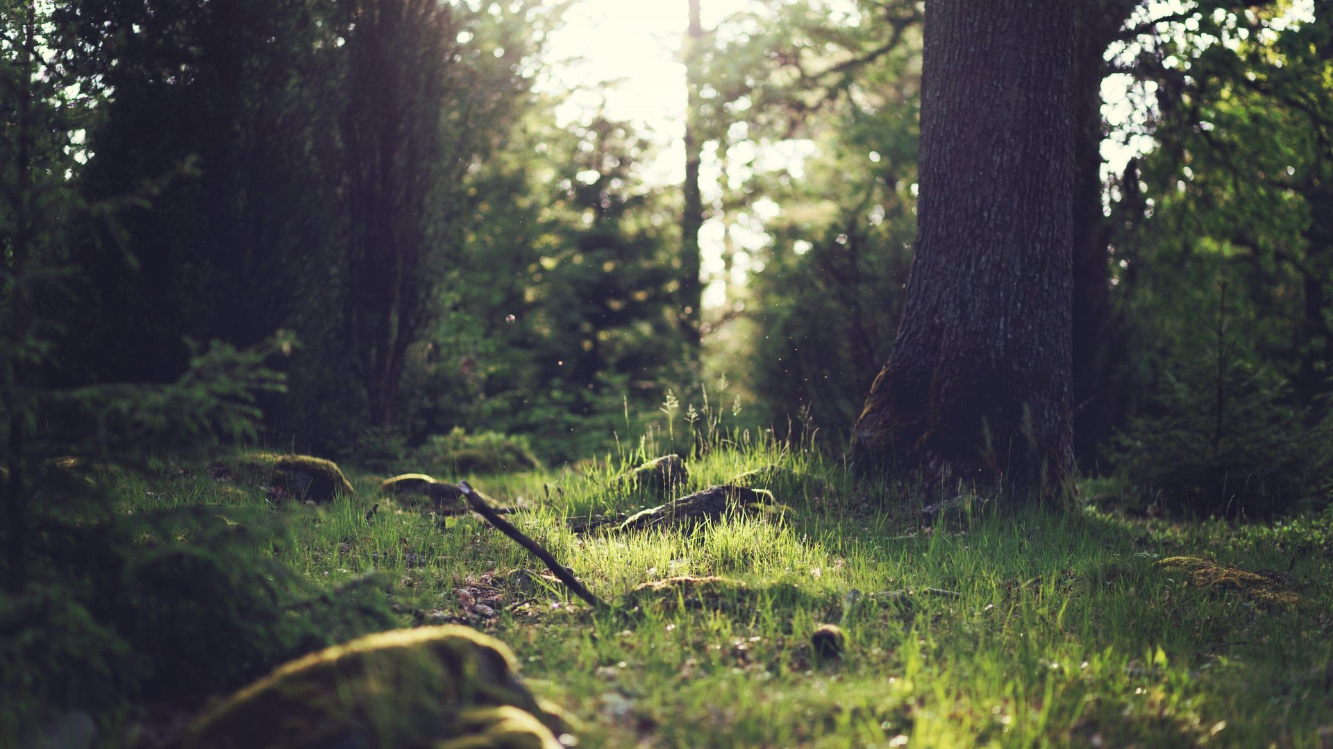 4K Forest Wallpapers.jpg