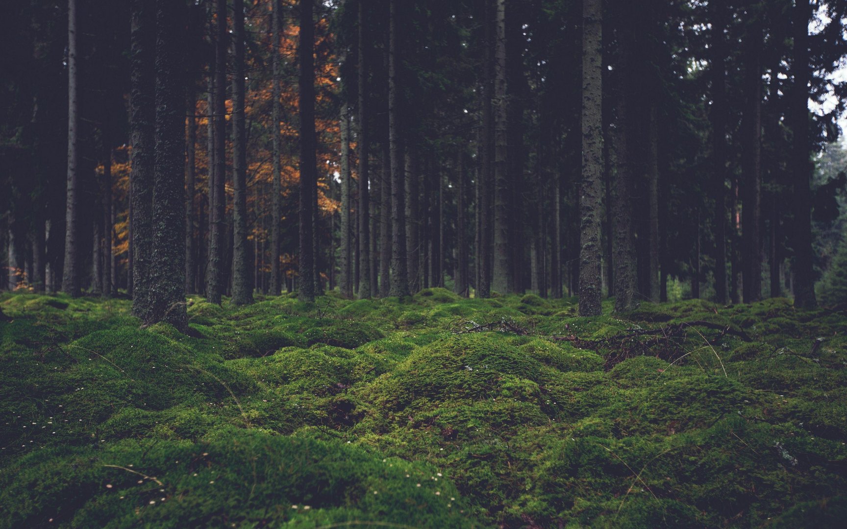 4K Forest Picture.jpg