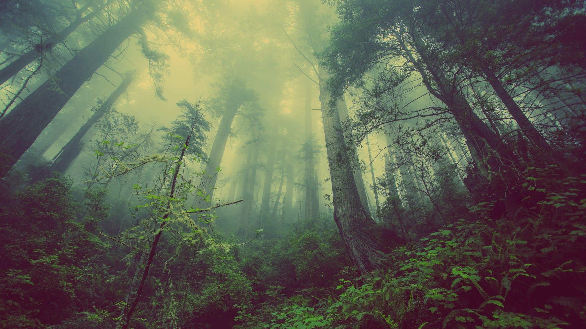 4K Forest Wallpaper.jpg