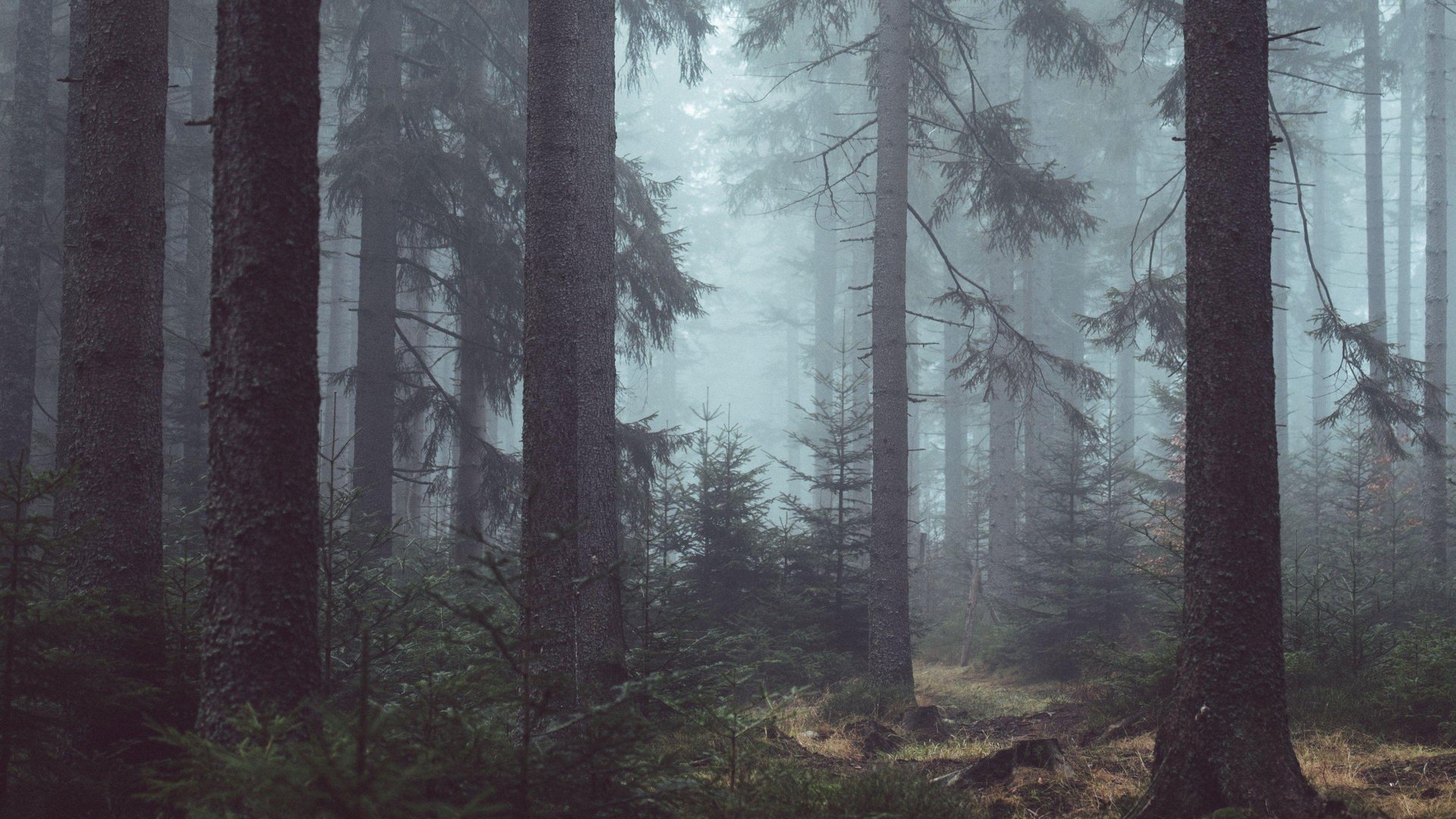 4K Forest Image.jpg