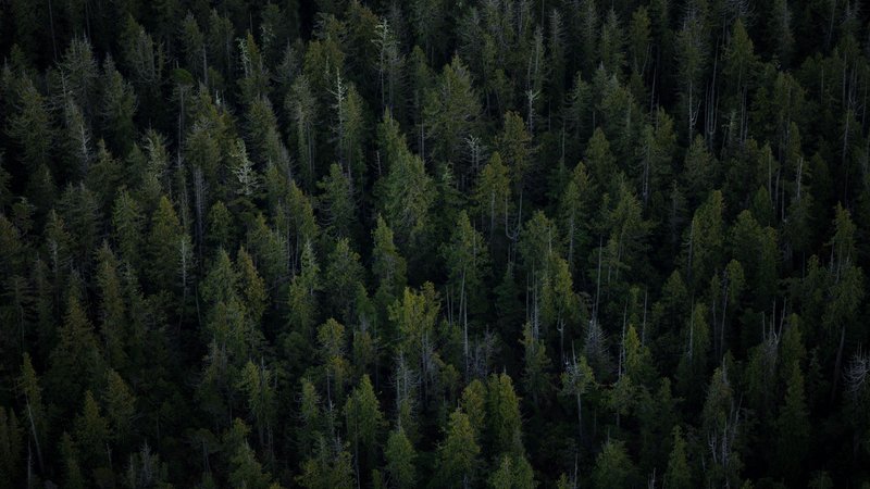 4K Forest