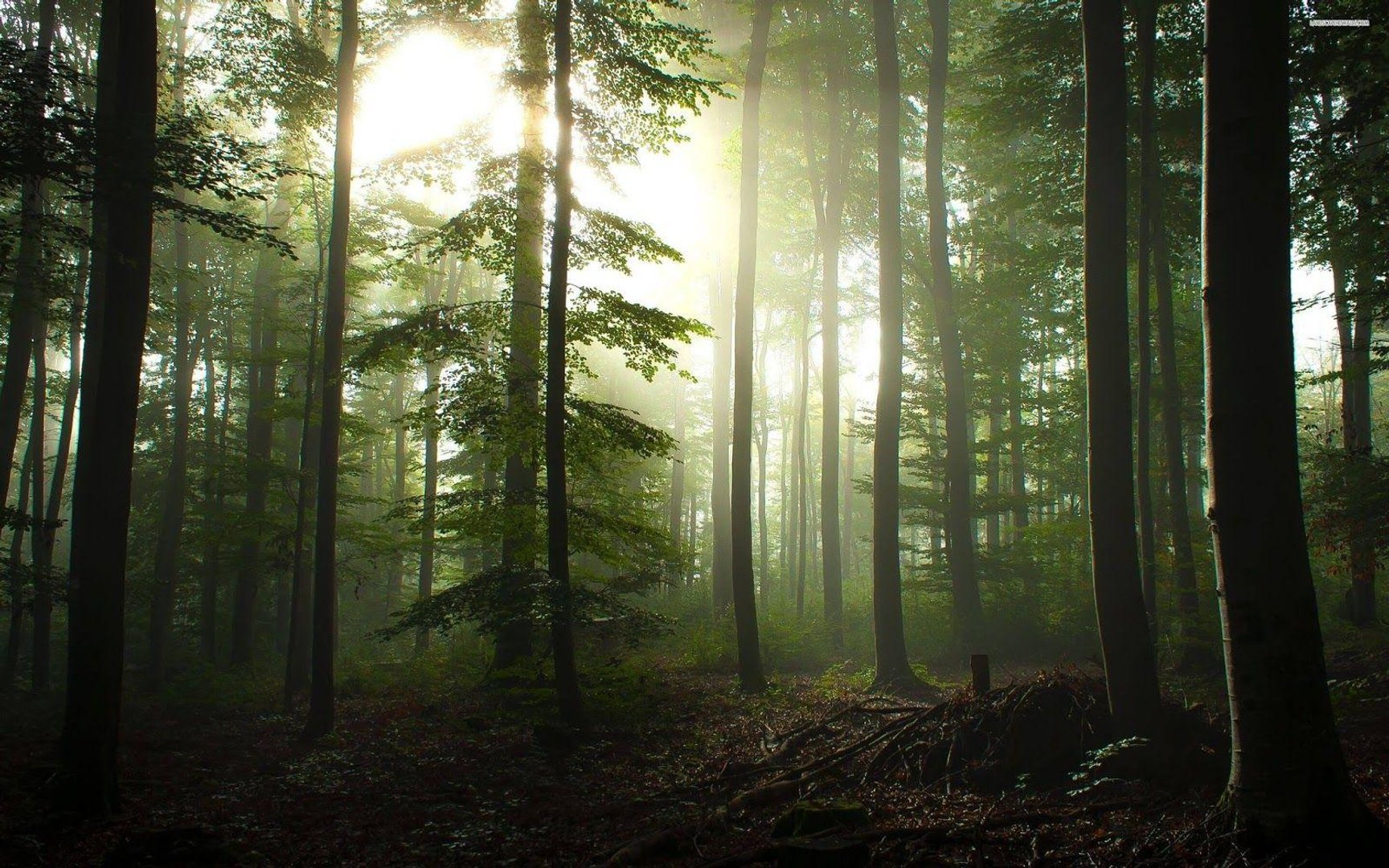 4K Ultra High Resolution Forest Image.jpg