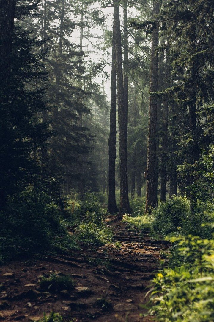 4K Ultra High Resolution Forest Picture.jpg