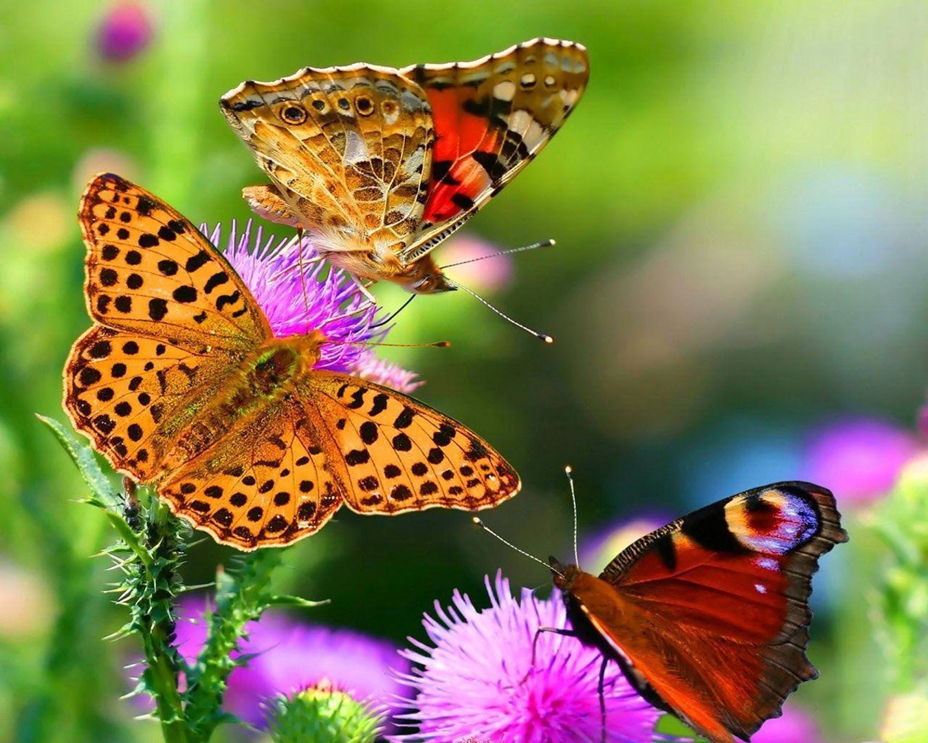 Full HD Butterfly Image.jpg