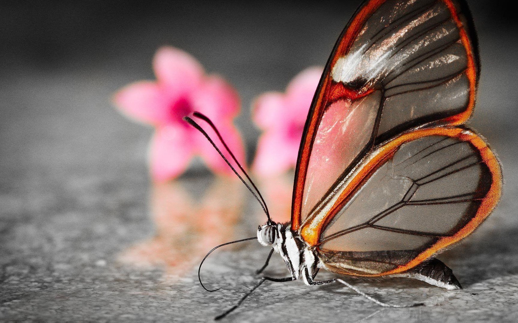 Full HD Butterfly Images.jpg