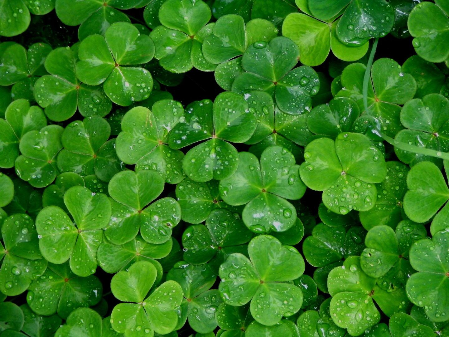 Shamrock Image.jpg