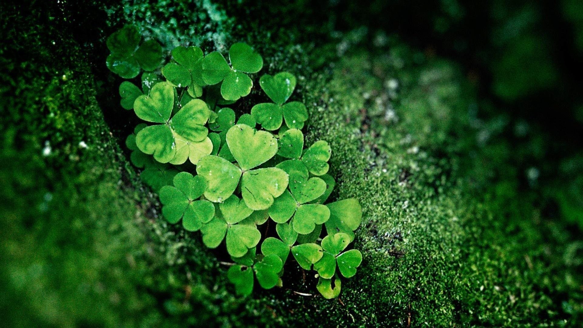 Shamrock Images.jpg