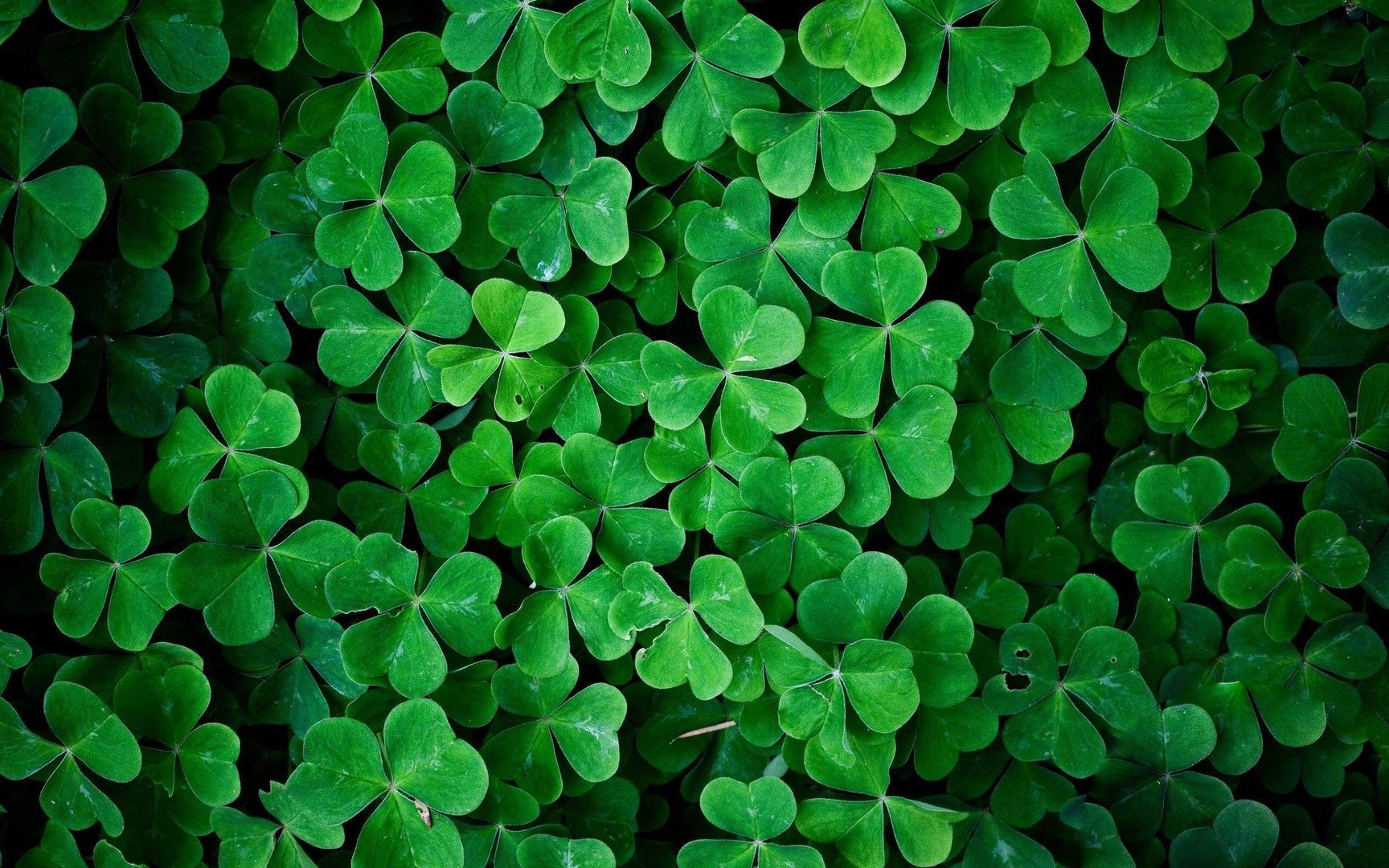 Shamrock Wallpapers.jpg