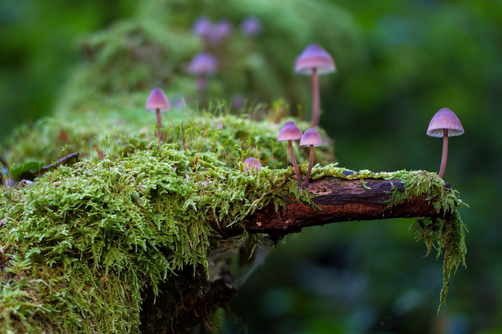 Mushroom pictures.jpg